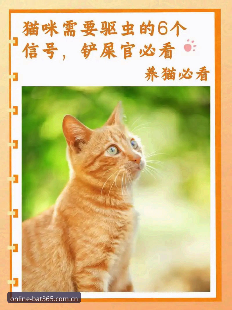 新手必看：bat365体育平台网页版入口评测与实操经验分享
